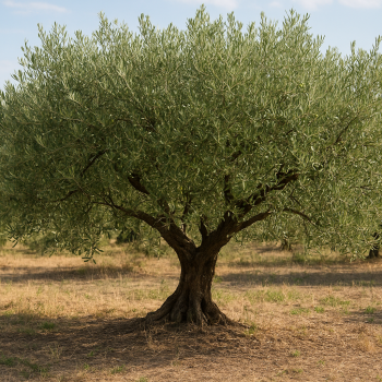Comment tailler un olivier en plateau