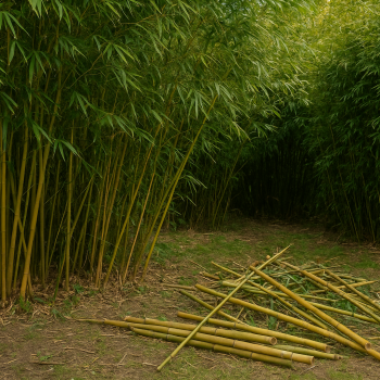 Comment tailler bambous : guide complet