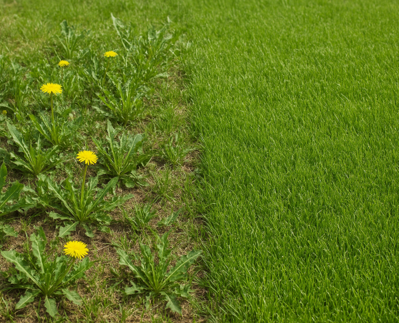 output1-12.png comment enlever les mauvaises herbes sur une pelouse