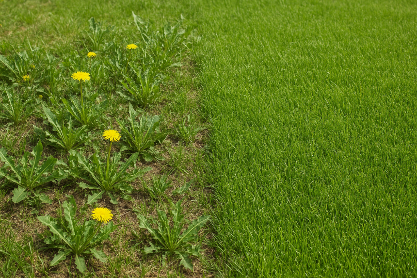 comment enlever les mauvaises herbes sur une pelouse